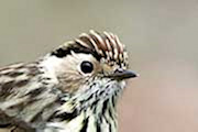 Speckled Warbler (Chthonicola sagittata)